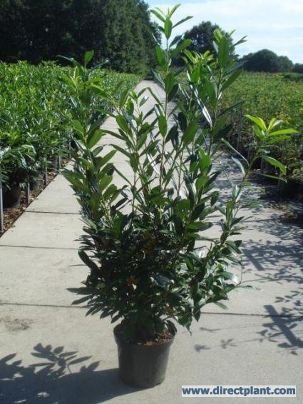 Prunus Caucasica (laurier) is een uitstekende wintergroene haagplant.  Deze laurier heeft een opgaande groeiwijze en is dus beter geschikt voor smalblijvende hagen dan de varietiet Rotundifolia. De hagen van Prunus Rotundifolia worden breder.  Het blad is spits en glanzend donkergroen van kleur.  Deze laurier is zeer winterhard en verdraagt ook schaduw.  Wij adviseren de laurierhaag minimaal twee keer per jaar te snoeien. In april en eind september zijn de beste snoeimaanden.  Als u de Prunus Caucasica niet snoeit verschijnen er in mei witte opstaande bloemen aan de plant.